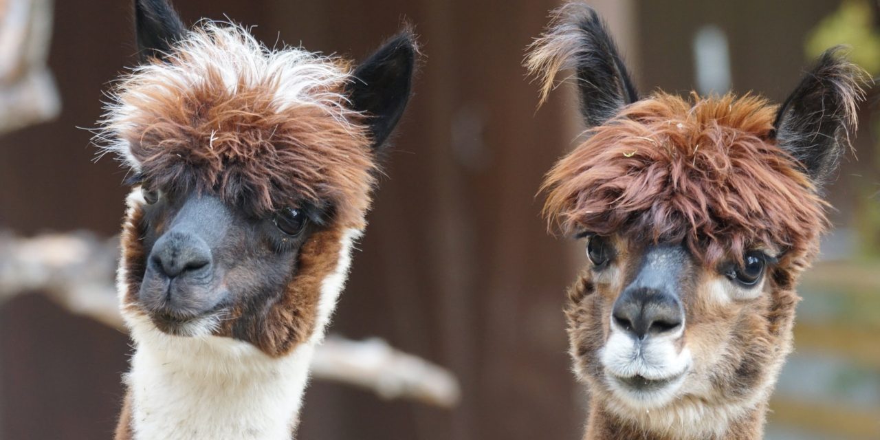 Measuring Stigma in an Alpaca Herd