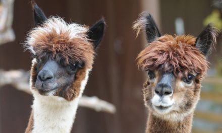 Measuring Stigma in an Alpaca Herd