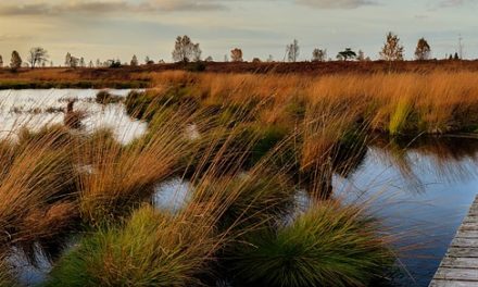 Why do we need Louisiana’s wetlands? (Wetland hydrologic functions)