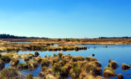 Why do we need Louisiana’s wetlands? (Wetland ecological functions part 2)