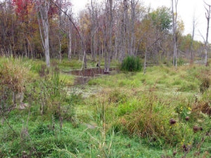 Fort Drum Wetland Mitigation Bank, courtesy of the U.S. Army Environmental Command.