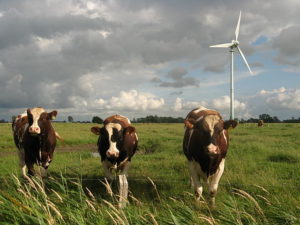 Livestock Grazing Near Wind Turbine