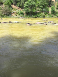Animas River after Gold King Mine spill