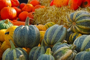 Fall Pumpkin & Squash Harvest