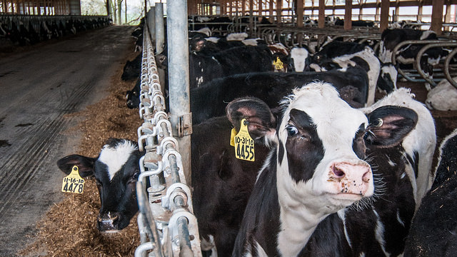 New Technology to Convert Methane From Cows Into Energy